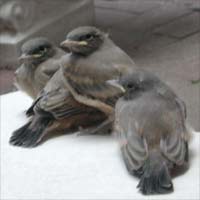 baby finches