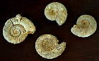 fossil ammonite 01 clipart
