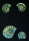 fossil ammonite 03 clipart