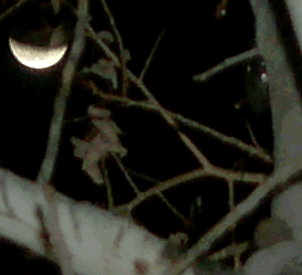 moon in partial eclipse through tree