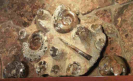 large ammonite plate
