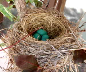 blue eggs in the robins nest